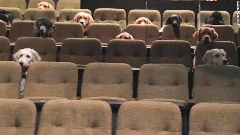 Dog audience